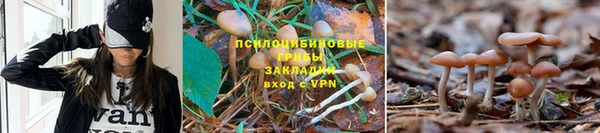 амф Белокуриха